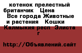 котенок прелестный британчик › Цена ­ 12 000 - Все города Животные и растения » Кошки   . Калмыкия респ.,Элиста г.